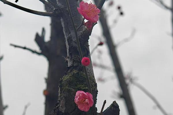 梅李寒冬竞相开