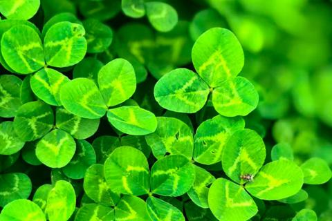 乐府·贞烈沈槐英歌