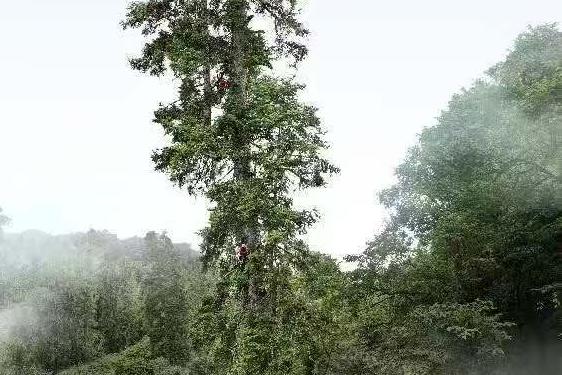 脚步丈量江山纪 安徽祁门