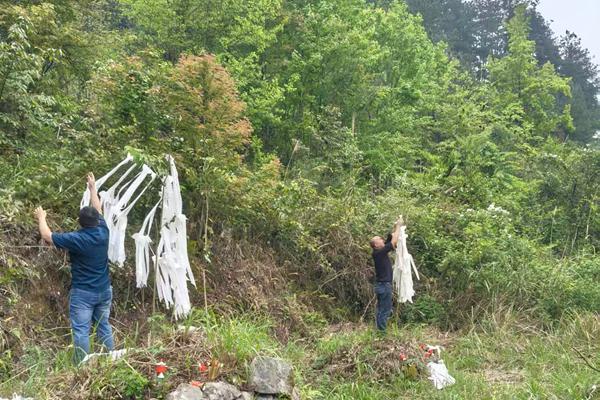 罗甸吴传明支系清明挂清扫墓寻宗支