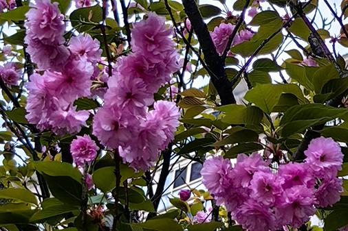 丙午年清明纪念恭孝王仲雍公长歌