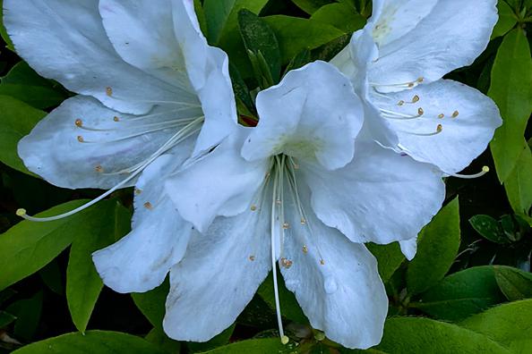 七律·恭贺白衣观音大师圣诞