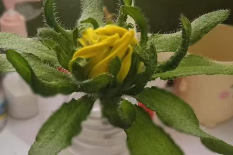 七律·案头菊