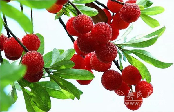 杨梅红了的时候，等你在靖州