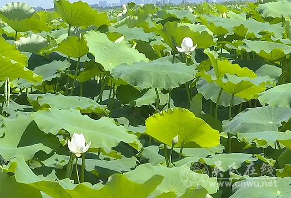 芡河人家——“吴郢”