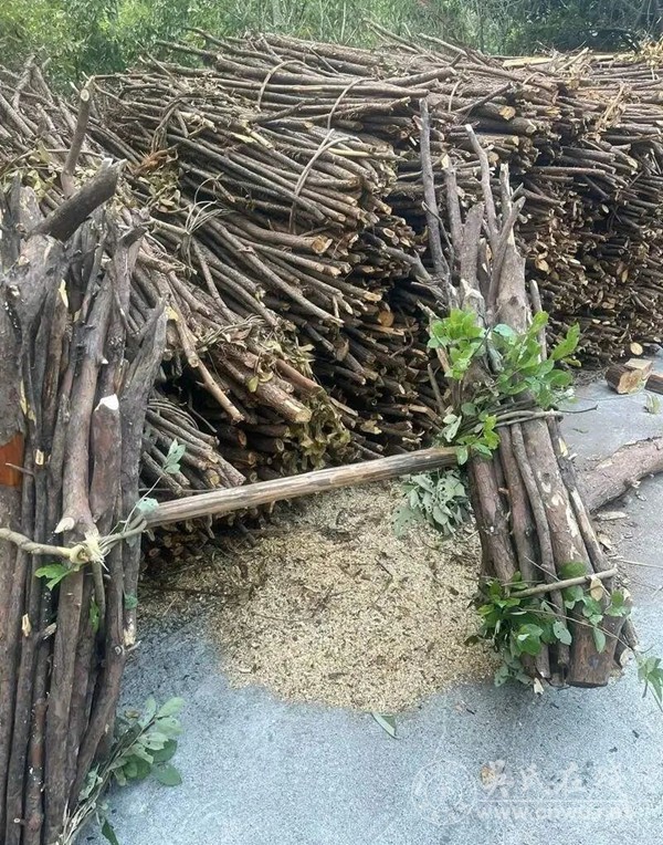 儿时砍柴记忆新