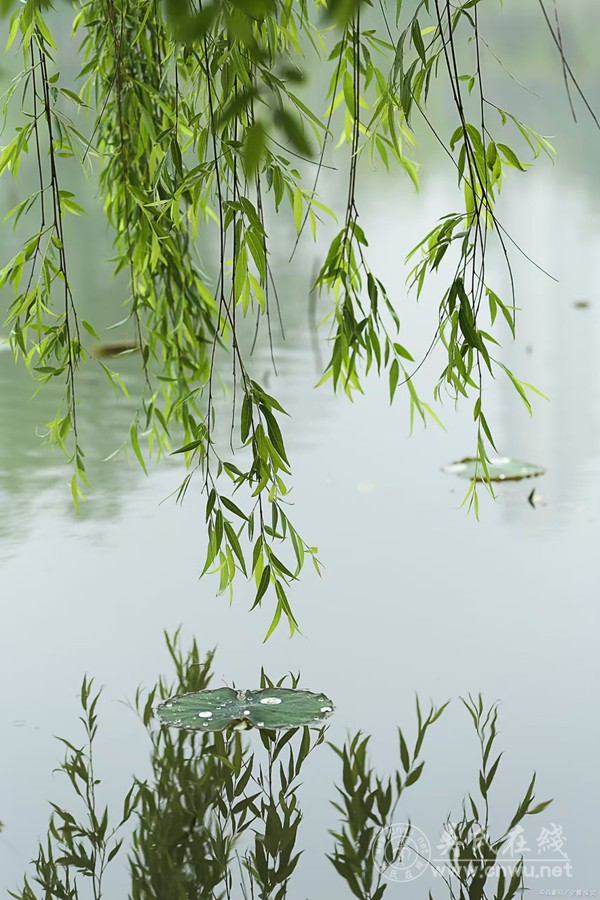 春雨(外两首) 春雨(外两首)