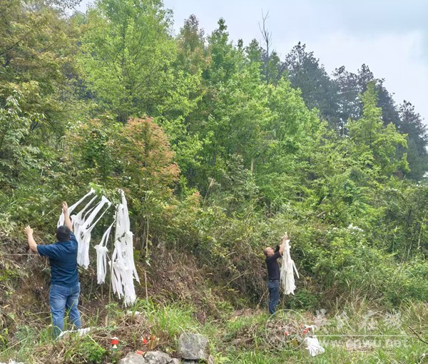 罗甸吴传明支系清明挂清扫墓寻宗支 罗甸吴传明支系清明挂清扫墓寻宗支