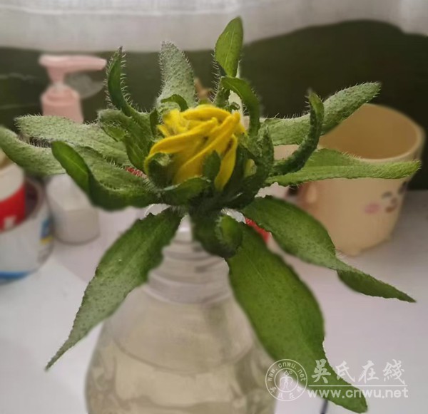 七律·案头菊