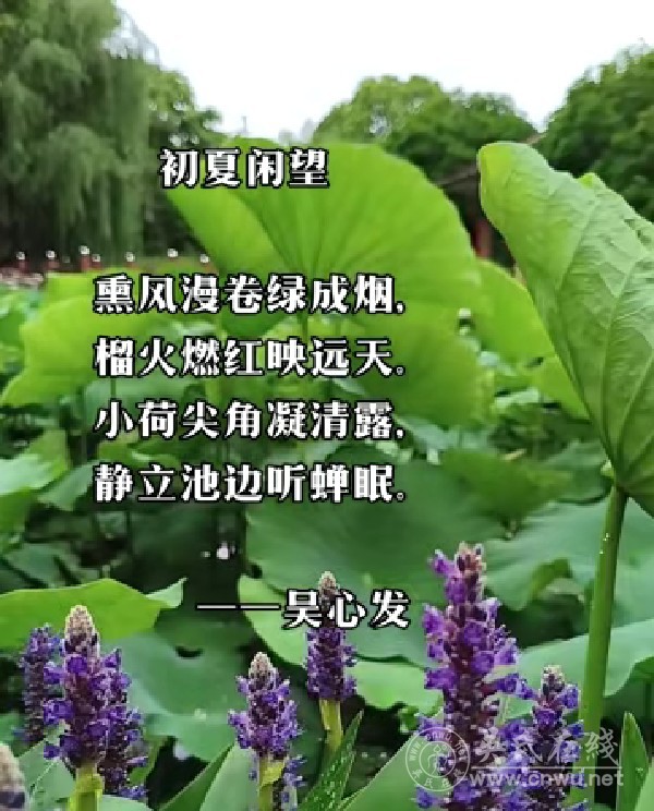 初夏闲望
