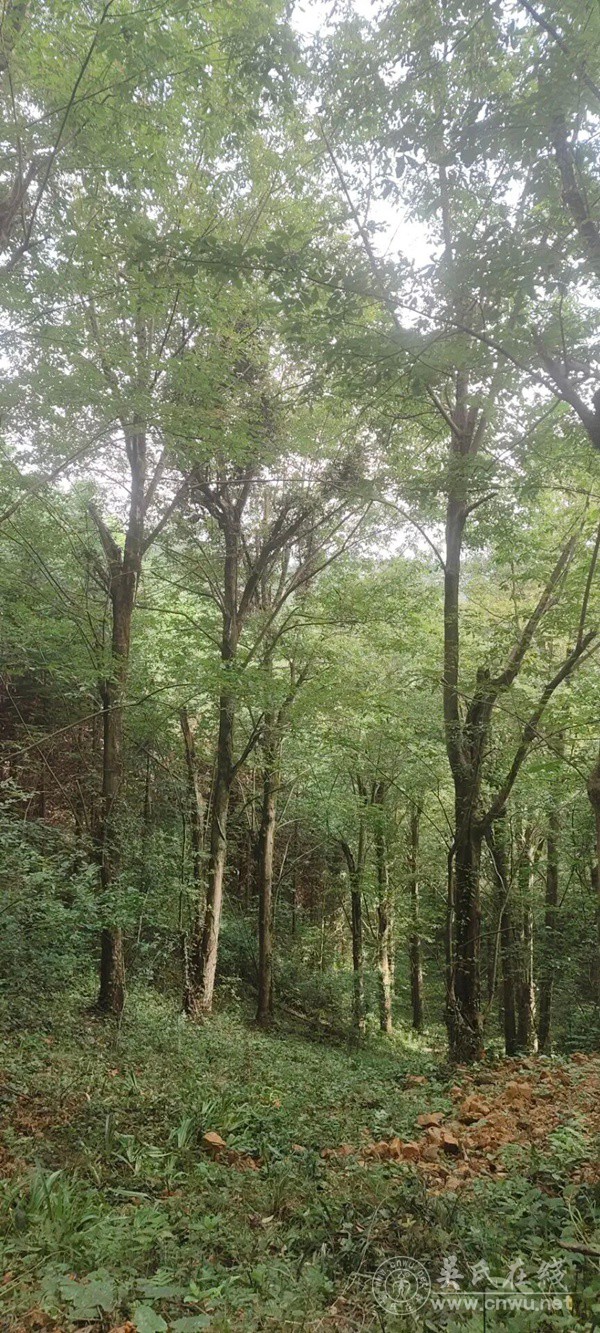 又回老家捡核桃
