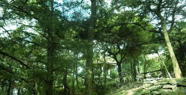 七律·重九登高灵源山
